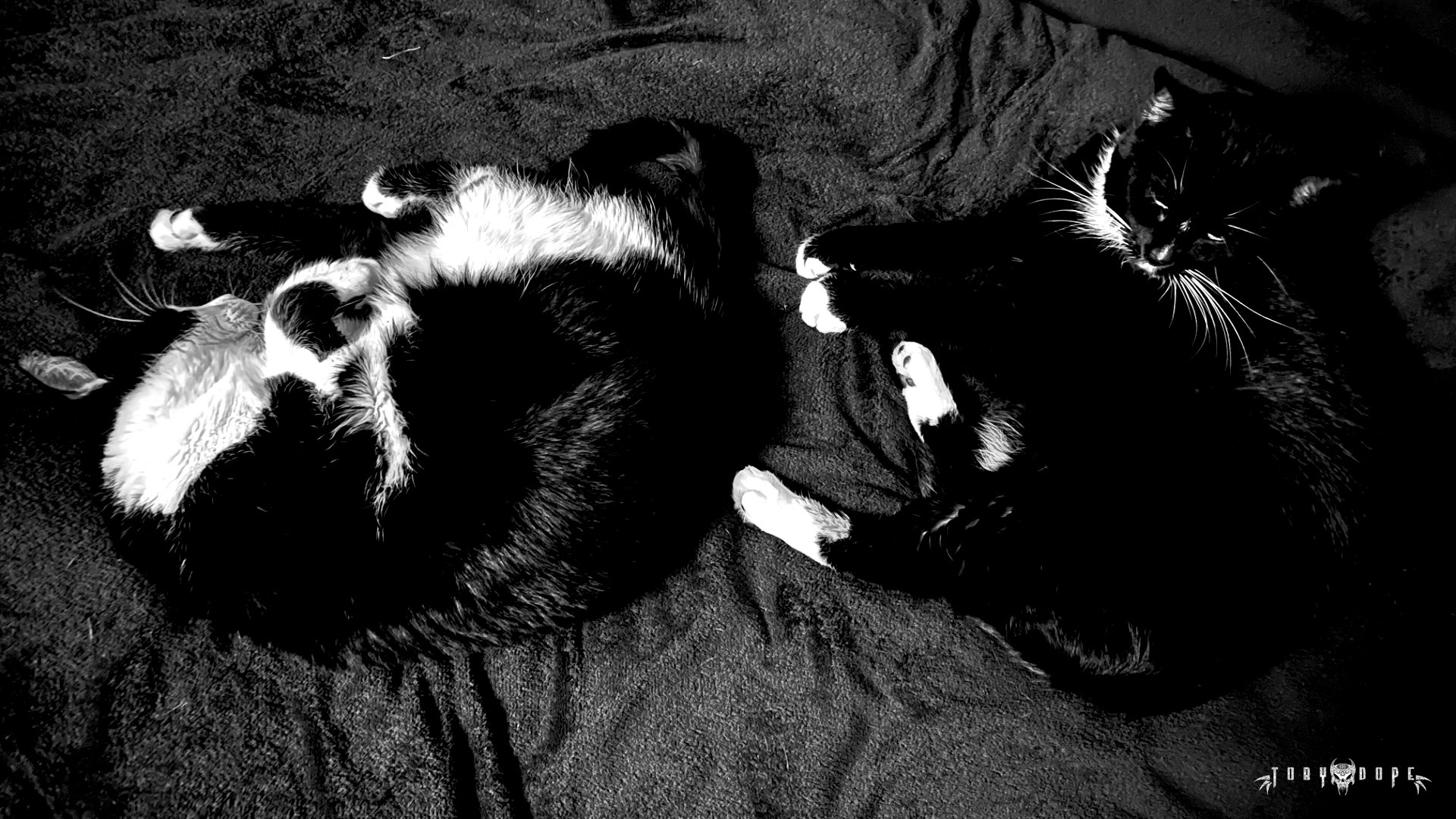 Anuk &amp; Avah Schlafen